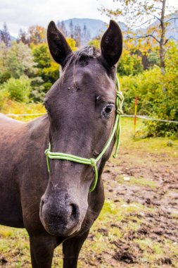 doğruca kameraya seyir siyah at