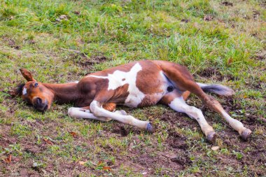 genç yavru kamera için poz