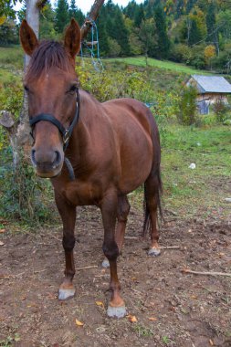 büyük kahverengi güzel At kamera için poz