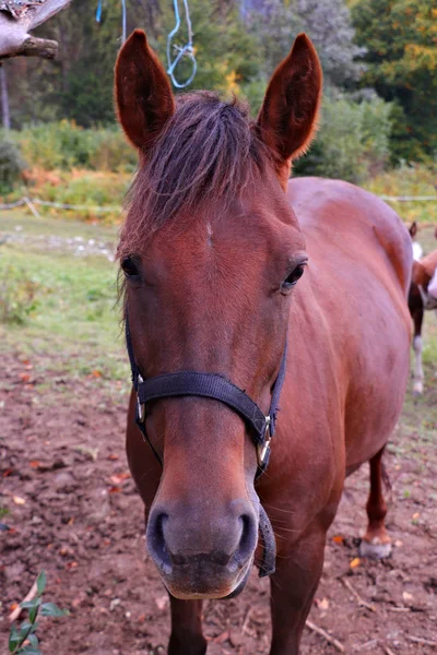 Großes Braunes Schönes Pferd Das Direkt Die Kamera Schaut — Stockfoto