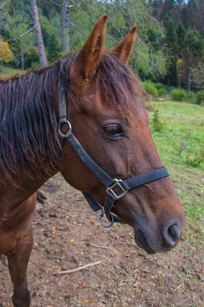 Big Brown Beautiful Horse Showing His Side — Stock Photo, Image