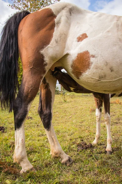 Foal Sucking Udder Fiedl — Stock Photo, Image