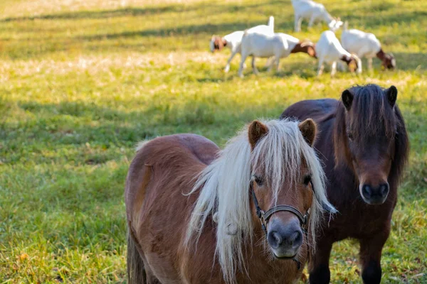 Dos Ponis Fondo Cabras — Foto de Stock