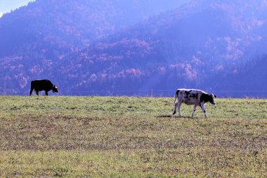 İki güneşli bir günde pasters inekler