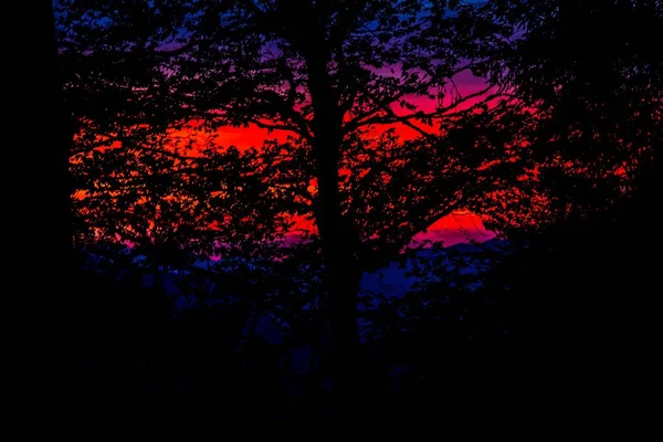 Восход Солнца Через Дерево Словения — стоковое фото
