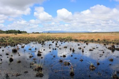 Gran Sabana Venezuela'da bataklık