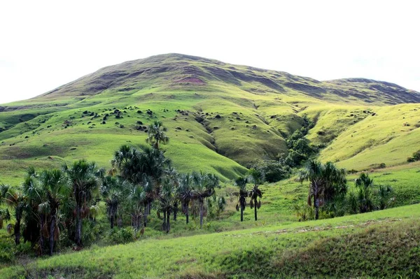 Zářivé Zelené Trávě Gran Sabana Venezuela — Stock fotografie