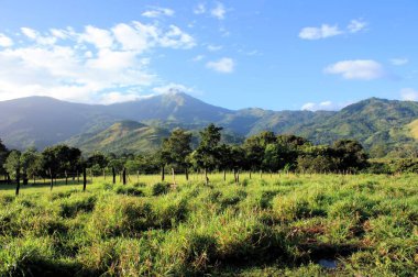 Venezuela'da çit ile yeşil alan