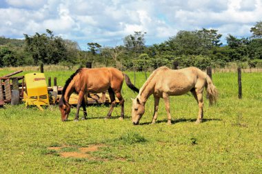 iki papazlar Venezuela alanında atlar