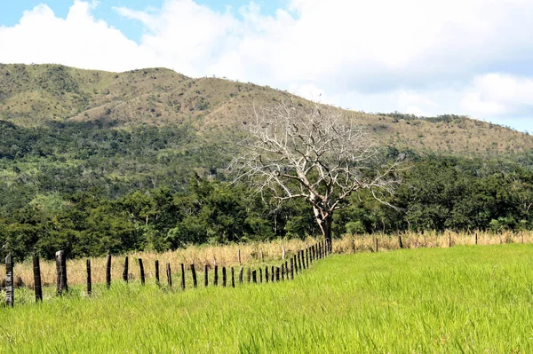 Krásný Starý Strom Živé Gras Venezuela — Stock fotografie