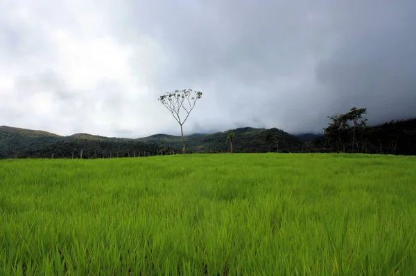 Svěží Zelená Zemědělská Pole Venezuele — Stock fotografie
