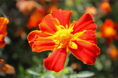 Tagetes erecta tüm güzelliği