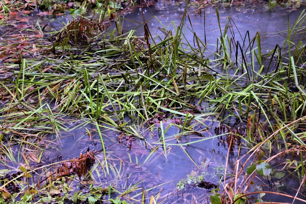 Grama Verde Olhando Lagoa Pequena — Fotografia de Stock