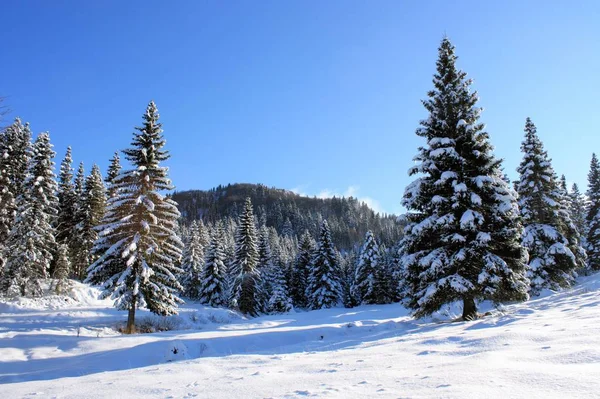 Floresta Abeto Tempo Inverno — Fotografia de Stock