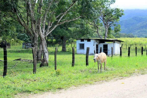 Burro Lado Carretera — Foto de Stock