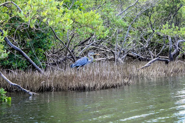 bird in the mangrove swamp