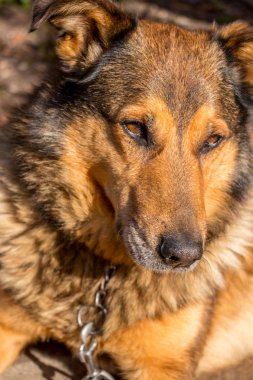 utangaç altın rengi köpek