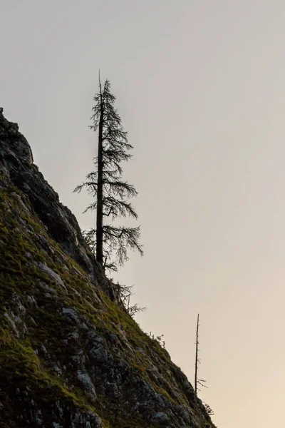 Lonely tree growing on rock