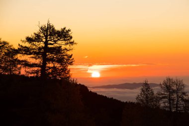 Bohinj dağlarında ağaçlarla güzel bir gün doğumu.