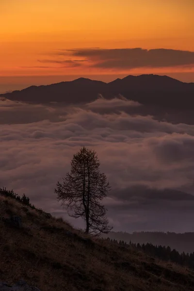 Larch tree with sunrise from Bohinj mountain