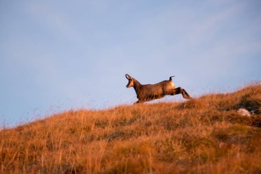 Dağ çayırlarında koşan güneş güveci.