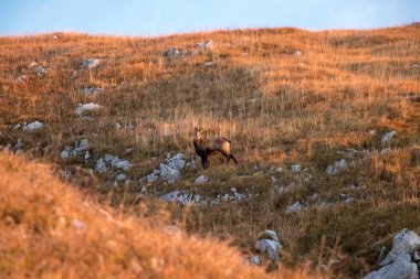 Güneşli güveçler dağdaki çayırlarda kameraya bakıyor.