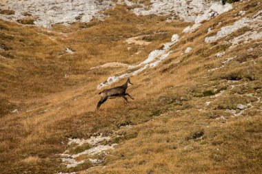 Dağlarda çimlerin üzerinde koşan güveci