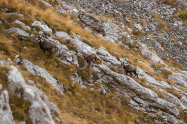 Dik bir yamaçta şezlonglar