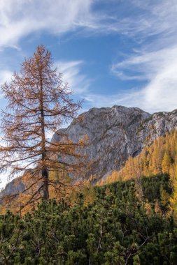 Ogradi tepeli sarı tarla ağacı