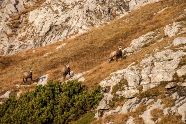 Bir sonbahar sabahı Chamois sürüsü