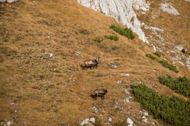 Bir sonbahar gününde Chamois sürüsü