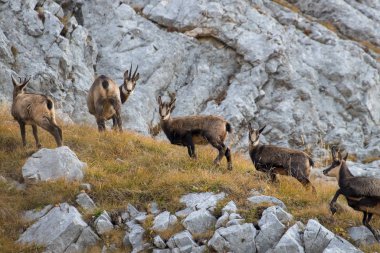 Chamois sürüsü kameraya doğru bakıyor.