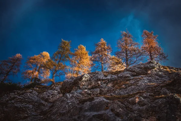 Larici Illuminati Dal Sole Roccia Solida — Foto Stock