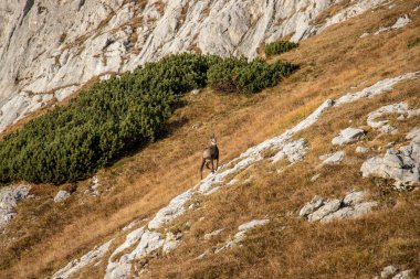 Dağ çayırlarında koşan buğular.