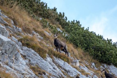 Chamois dik bir yamaçta duruyor.