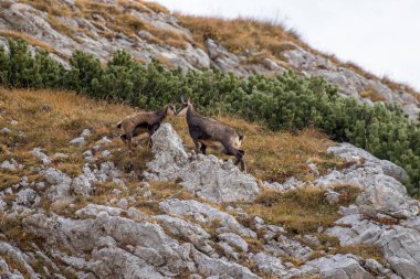 Chamois kameraya doğru bakıyor.
