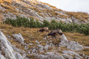 Kayalık bir dağ otlağında papağanlar