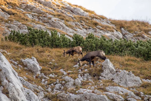 Kayalık Bir Dağ Otlağında Papağanlar — Stok fotoğraf