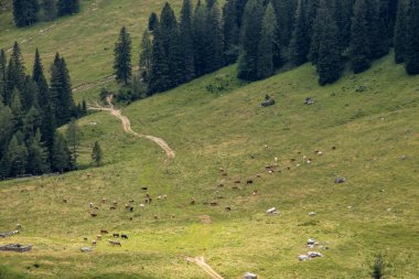Dağ otlağı Konjica ineklerle