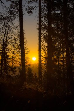 Gün doğumu ağaçların arasından sabah erkenden dağlarda