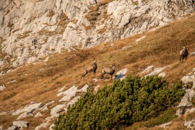 Bir papağan sürüsü kameraya doğru bakıyor.