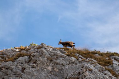 Chamois bir dağ çayırında duruyor.