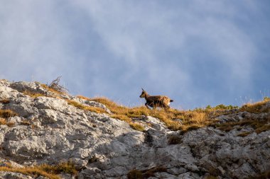 Dağ otlağında koşan küçük Chamois.