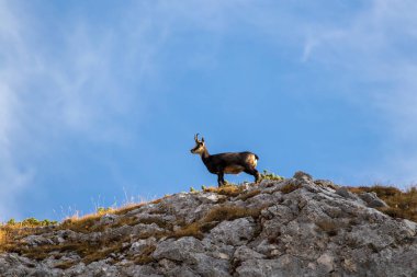 Dağ otlağındaki küçük Chamois.