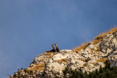 Kameraya doğru bakan iki papağan.