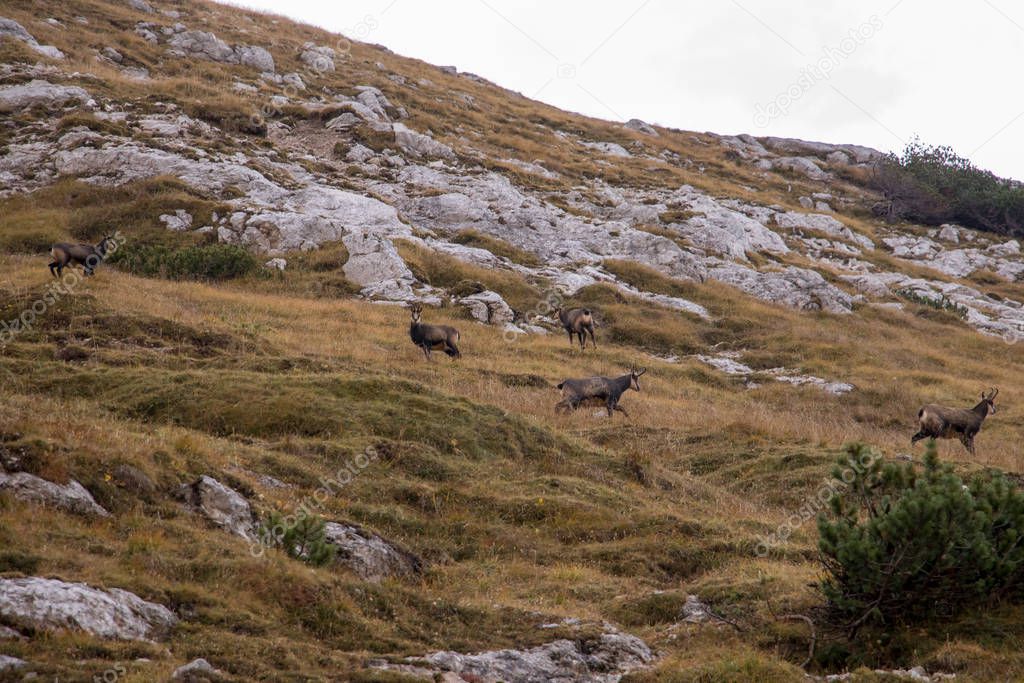 A herd of chamoises on a mountain pasture
