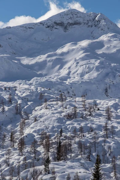 Пейзаж Покрытый Снегом Возле Комны Лиственницами — стоковое фото
