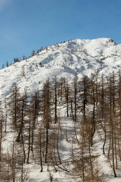 Lärchen Mit Schnee Bedeckt — Stockfoto