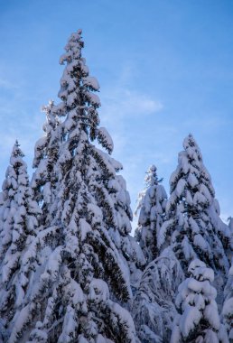 Spruce trees covered in new snow