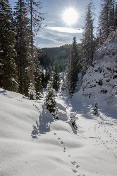 Snow Path Forest Bohinj — ストック写真